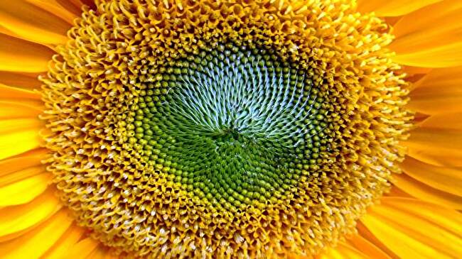 Sunflower background 1