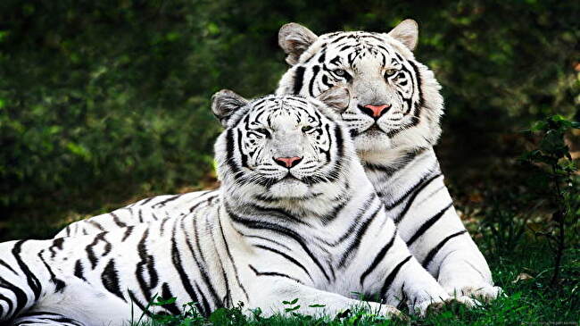 White Tiger background 2